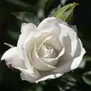 White Rose