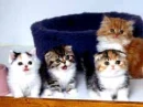 kittens