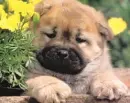 Pup