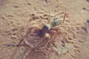 camel spider