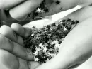 the stars fall in my hands