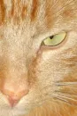 kitty