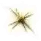 Golden Star Spinning