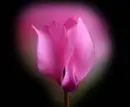Pink Tulip