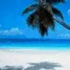 Palm Trees