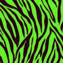 ZEBRAA!!!