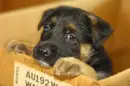puppy in a box