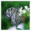 tree nymph