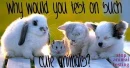 stop animal testing