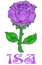 Isa Purple Rose