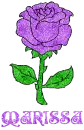 Marissa Purple Rose