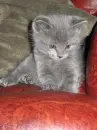 kitty cat