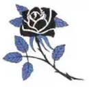 black rose