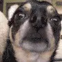 You Smellz Funny
