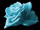rosa azul claro en fondo negro