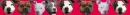 Pit Bull
