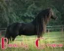 friesian