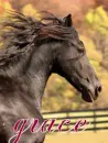 friesian