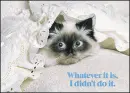 I Did not do it!!!