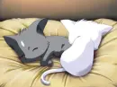 kitten