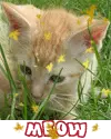 Cat Meow