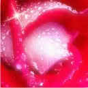 Rose sparkle