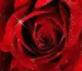 red rose sparkle