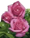 Pink Rose sparkles