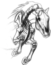 Horse Skeleton