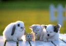 pLay buddies