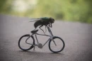 Fly riding bike