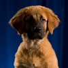 Ellie Mae