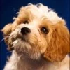 Finnigan