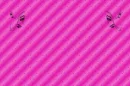 pink lady