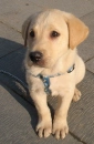 puppy