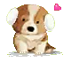 cute puppy