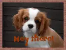 Hey there buddy :D