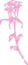 Pink Rose