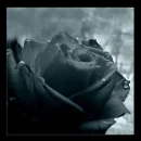 Black Rose