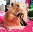 Hamster