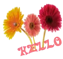 Hello