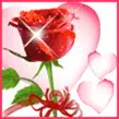 Twinkle Love Rose