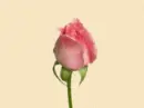 Blooming Pink Rose
