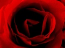 Red Rose