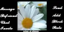 Daises