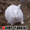 killer rabbit