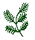evergreen branch