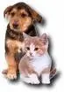 Puppy & Kitten