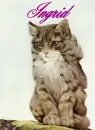 Cat-Ingrid
