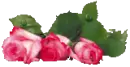 Pink Roses